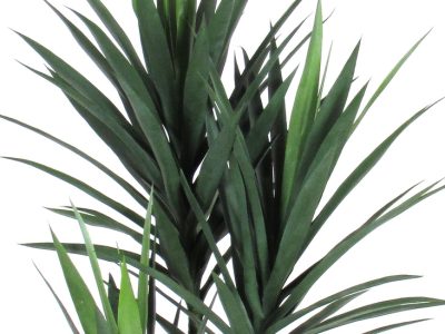 Juka-Dracaena-green-AUX3GREEN-2